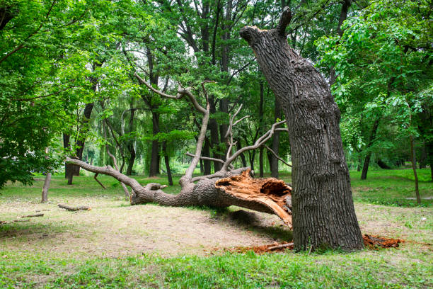 How Our Tree Care Process Works  in  Cumberland Hill, RI