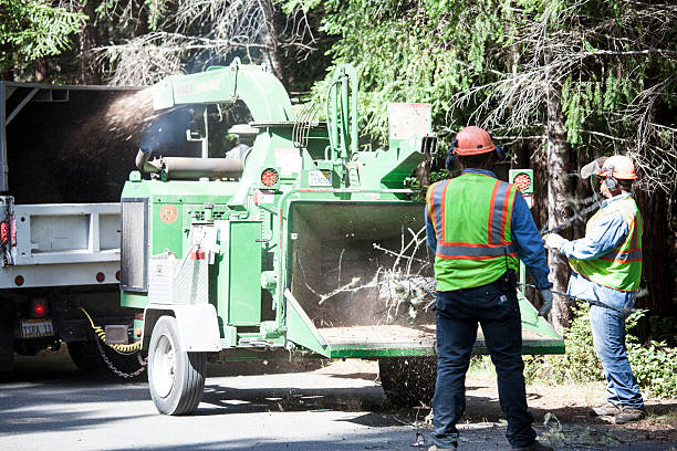 Trusted Cumberland Hill, RI Tree Care Experts